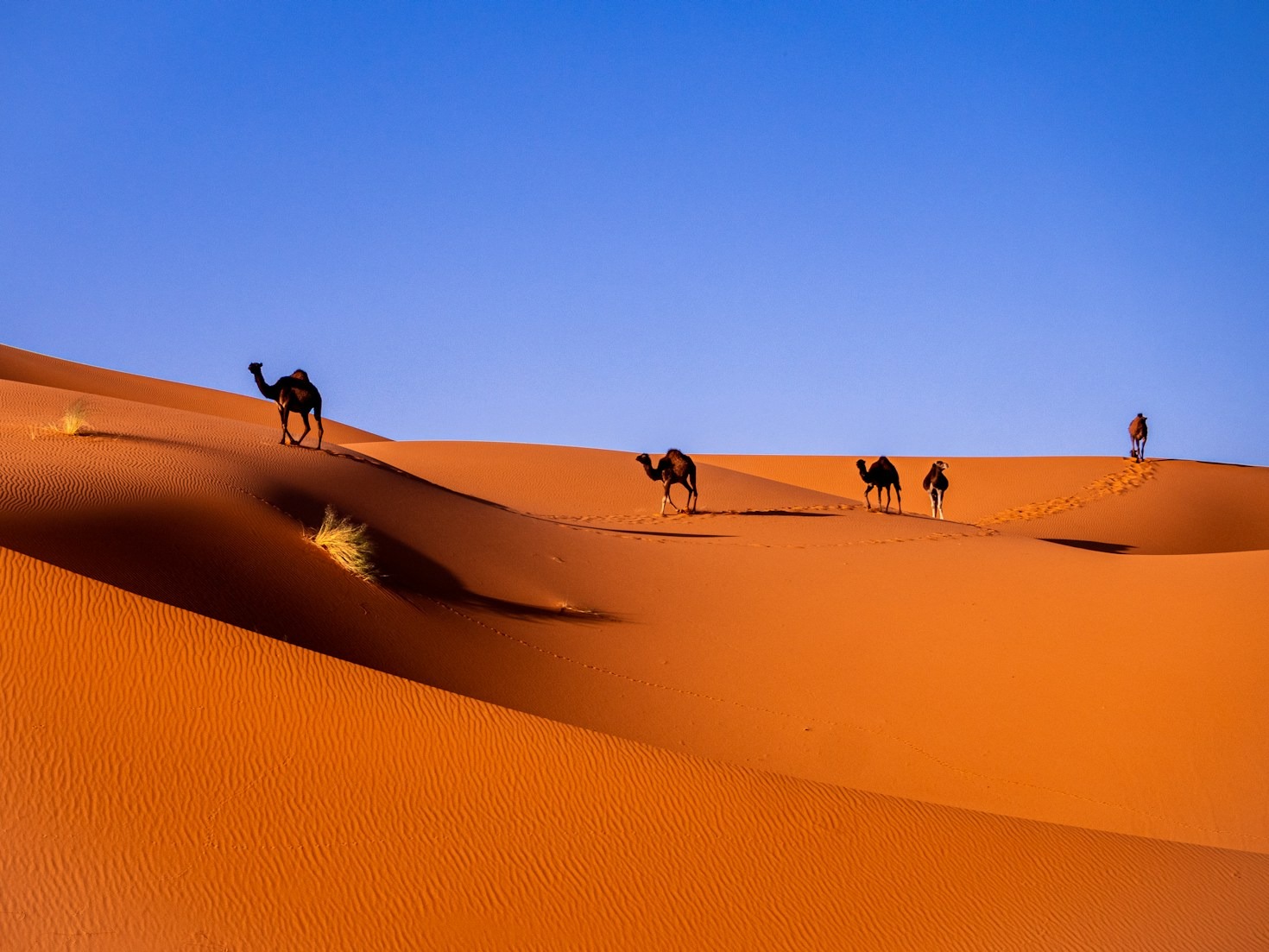 Top Reasons to Visit Morocco This Year